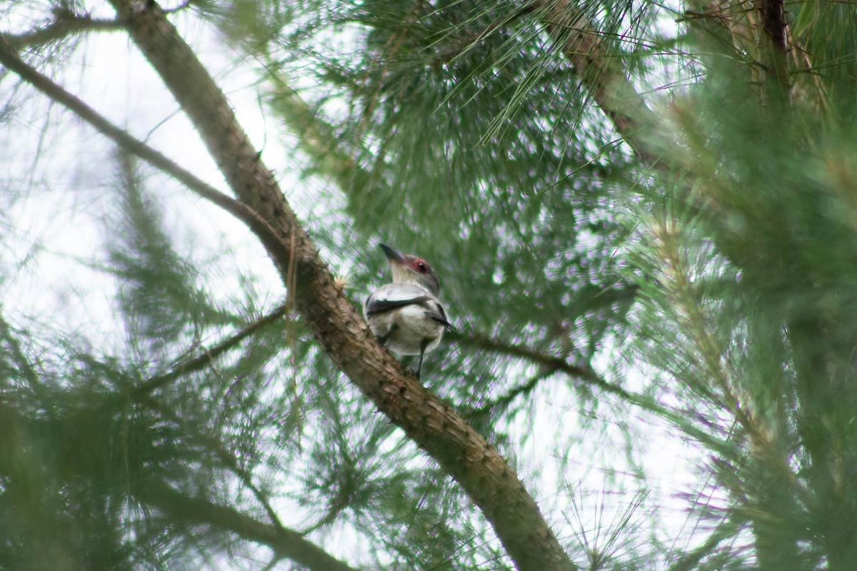 Black-tailed Tityra - ML626193116