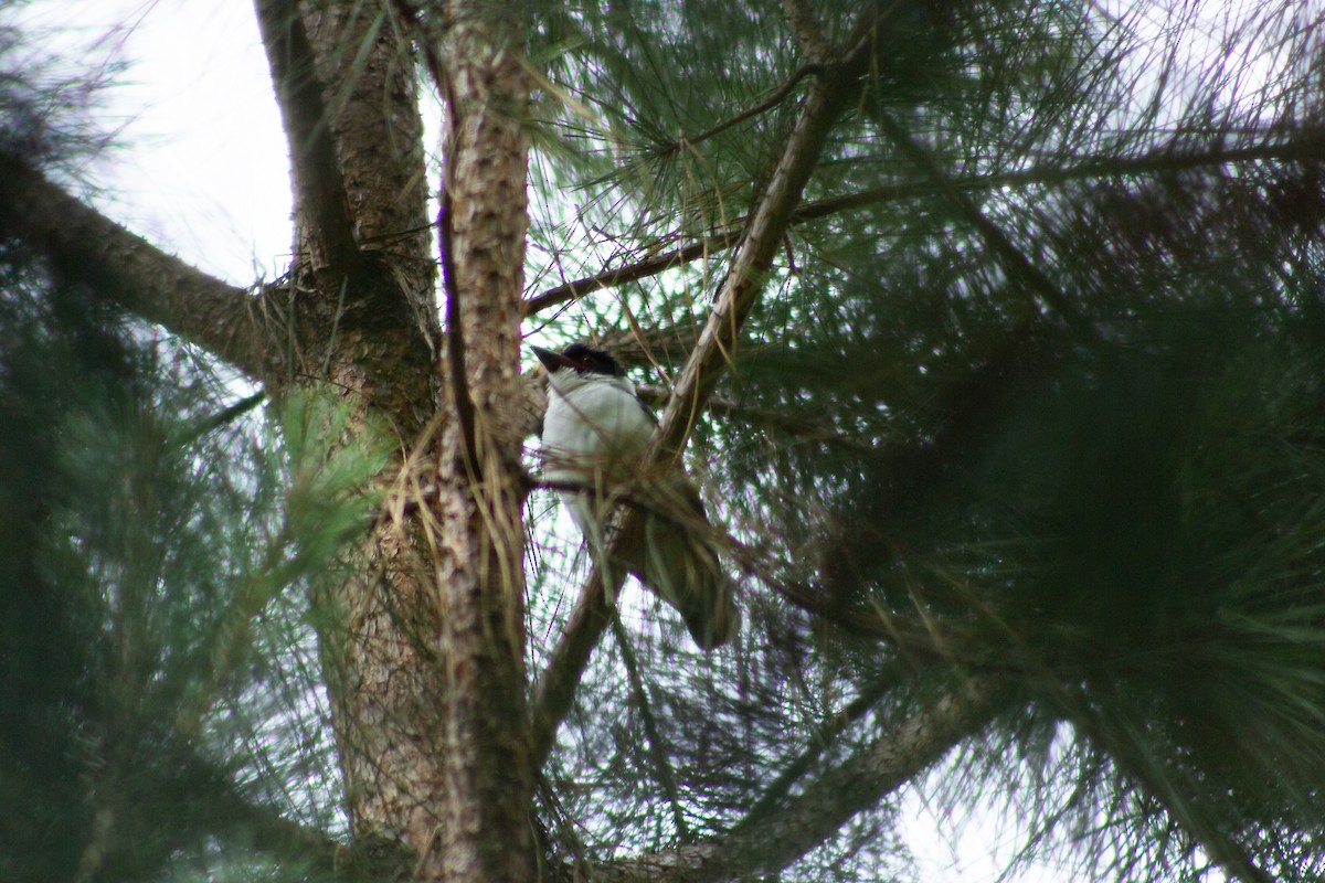 Black-tailed Tityra - ML626193117