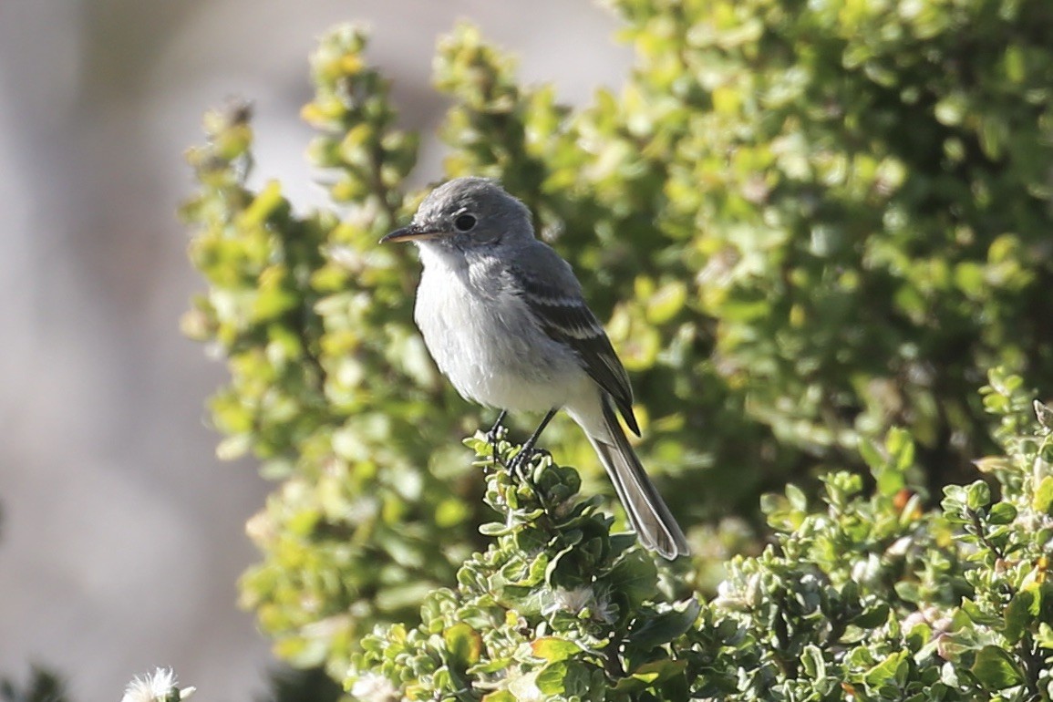 Gray Flycatcher - ML626193128