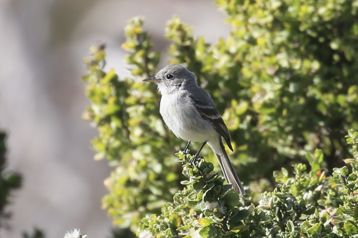 Gray Flycatcher - ML626193129