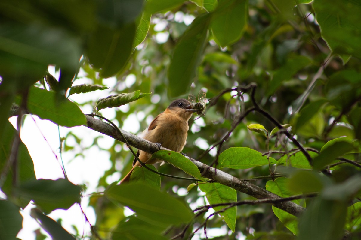 Crested Becard - ML626193139