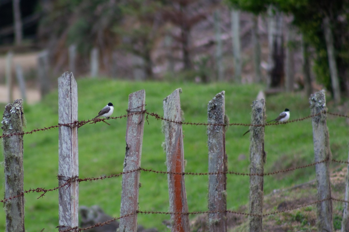 Fork-tailed Flycatcher - ML626193195