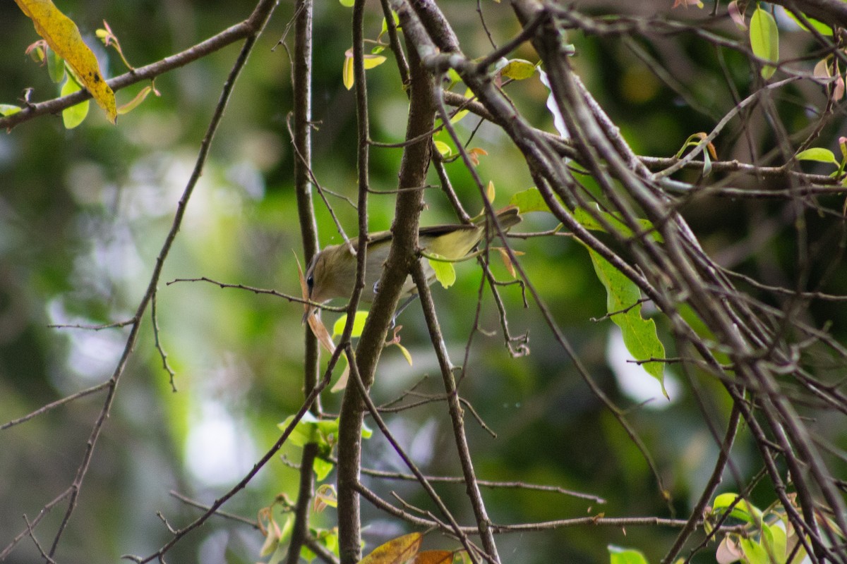 Chivi Vireo - ML626193204