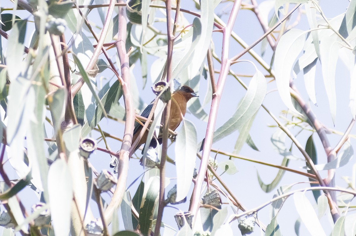 Cochabamba Mountain Finch - ML626193272