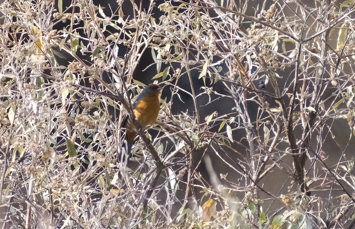 Cochabamba Mountain Finch - ML626193334