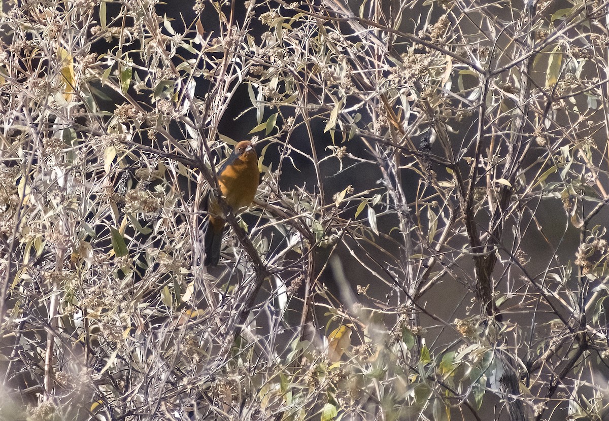 Cochabamba Mountain Finch - ML626193336