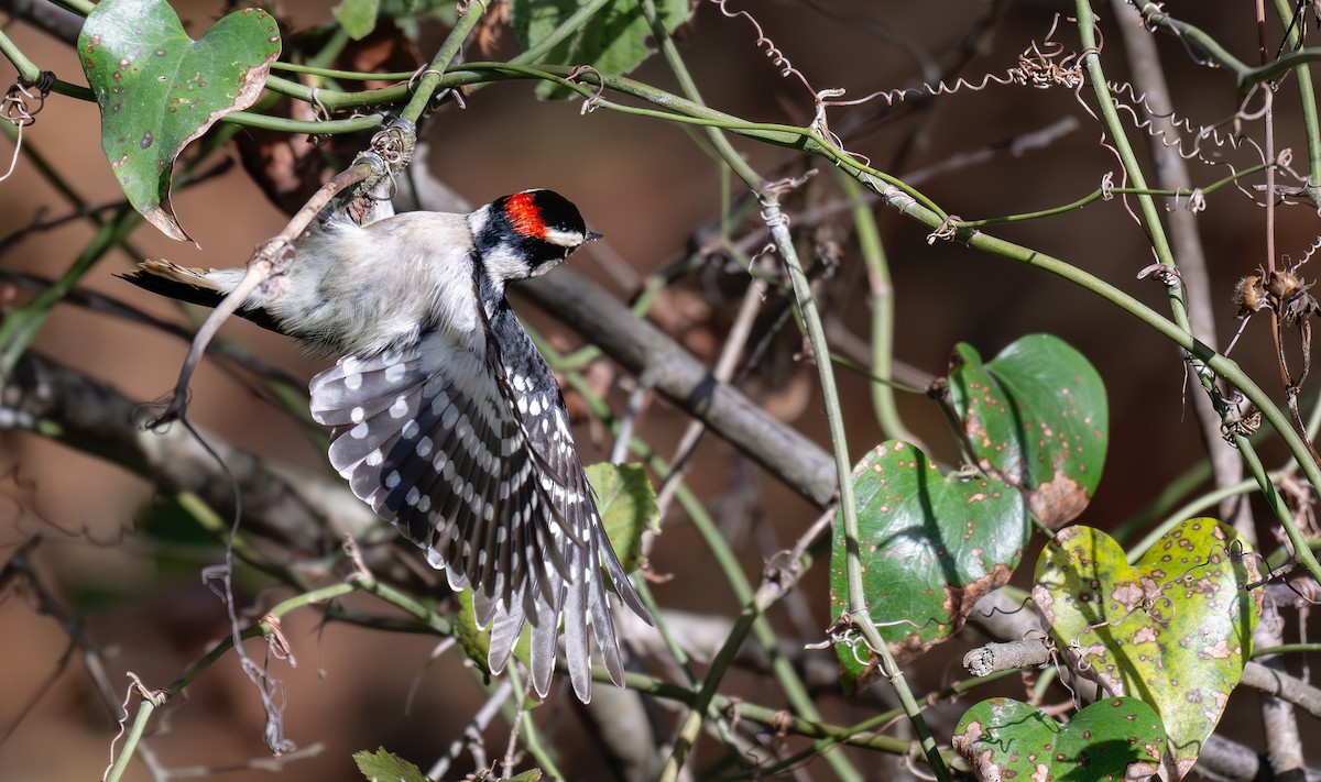 Downy Woodpecker (Eastern) - ML626193610