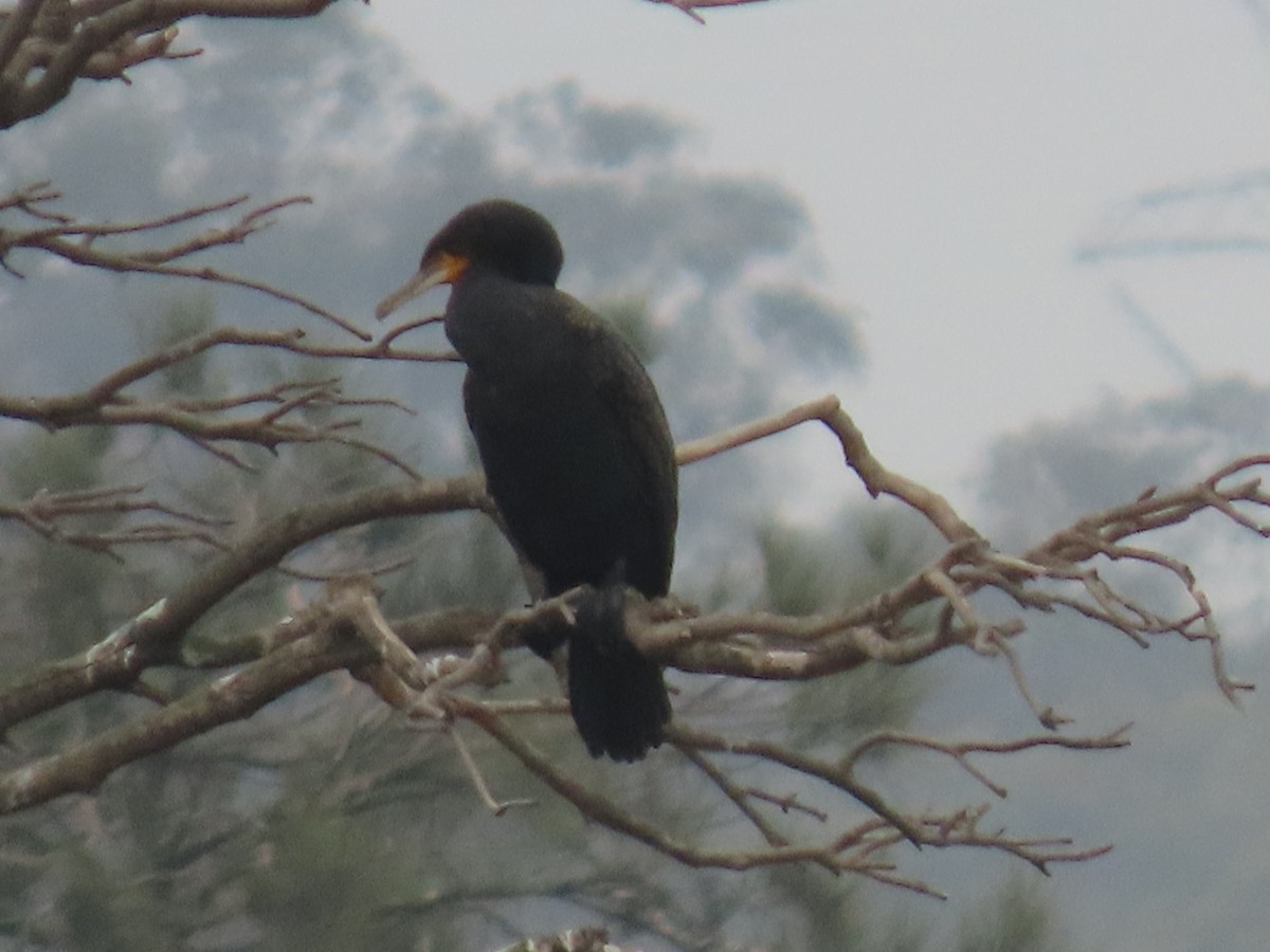 Great Cormorant (Australasian) - ML626193766