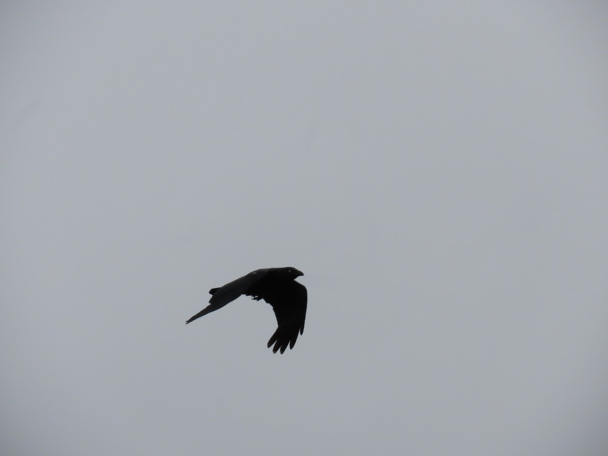Australian Raven - ML626193799