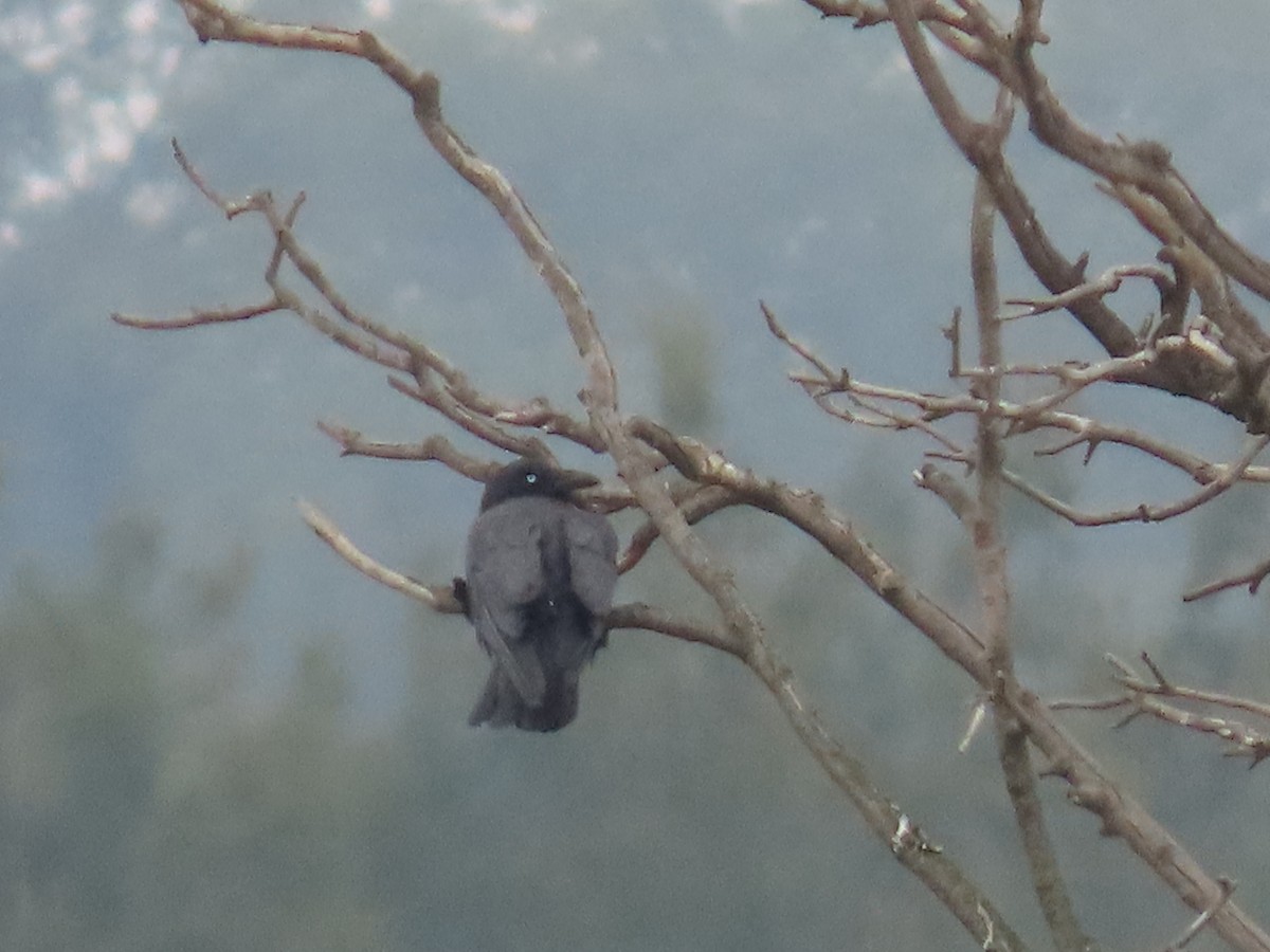 Australian Raven - ML626193835