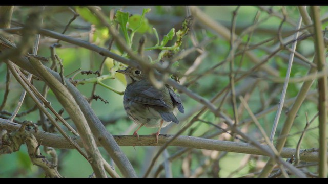 Ovenbird - ML626194108
