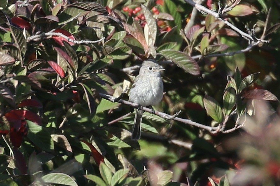 Gray Flycatcher - ML626194190