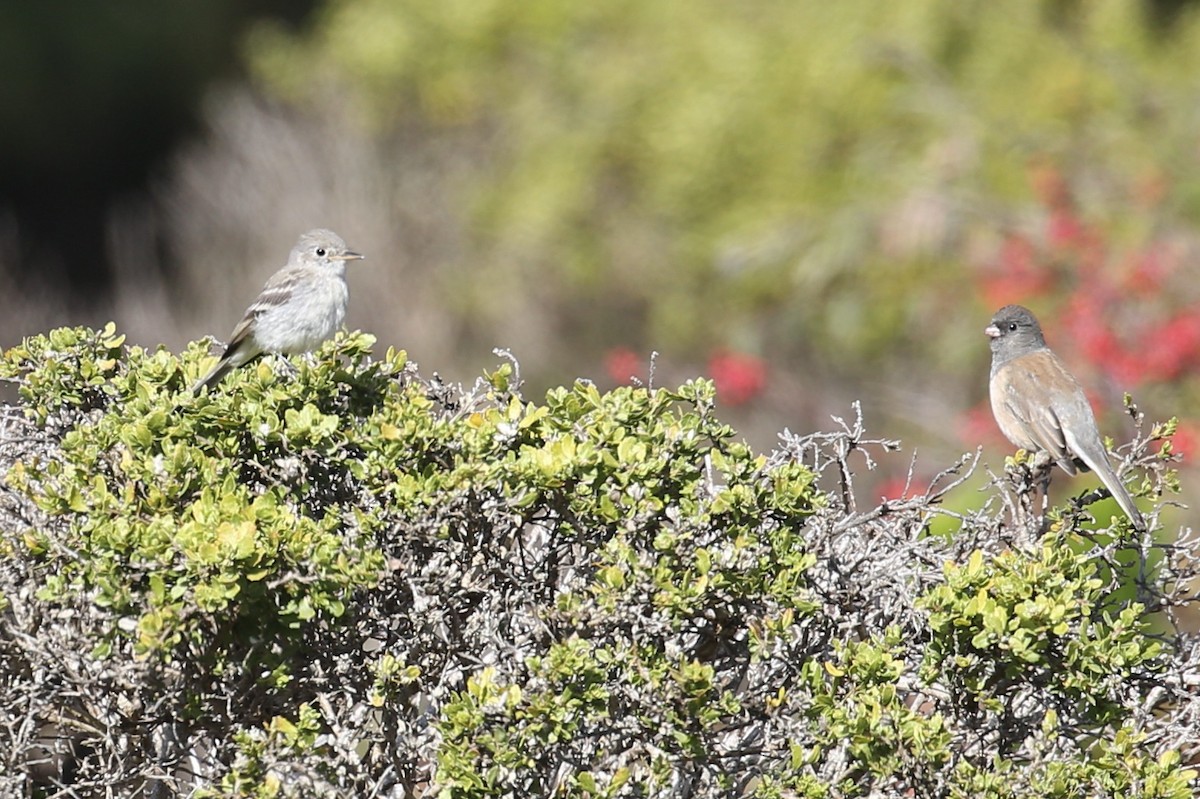 Gray Flycatcher - ML626194191