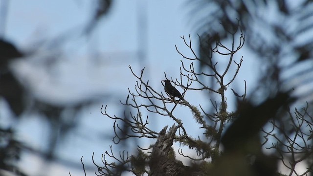 Glossy-black Thrush - ML626194193