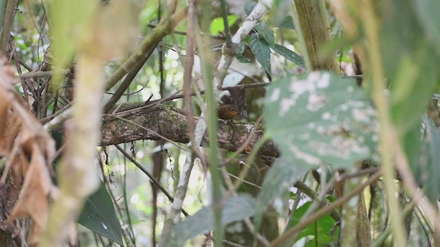 Spotted Barbtail - ML626194282