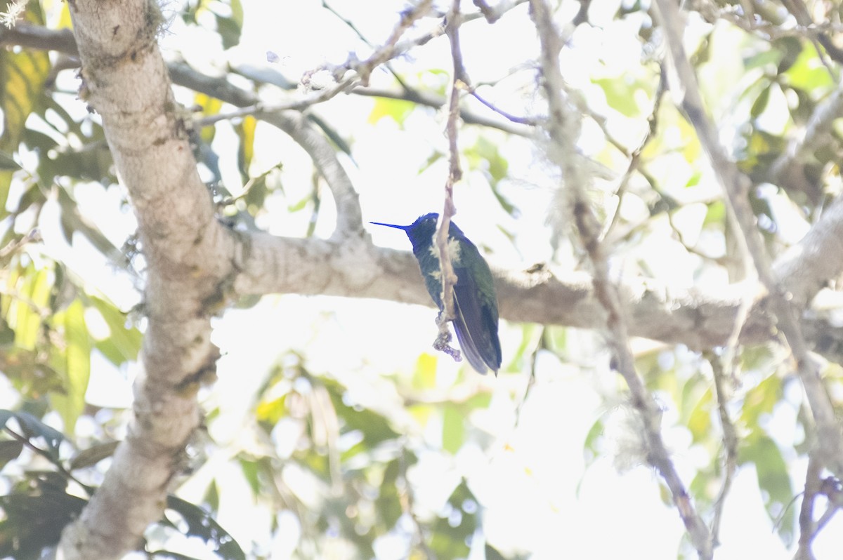 Buff-thighed Puffleg - ML626194367
