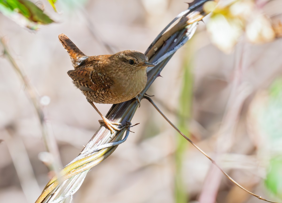 Winter Wren - ML626194408