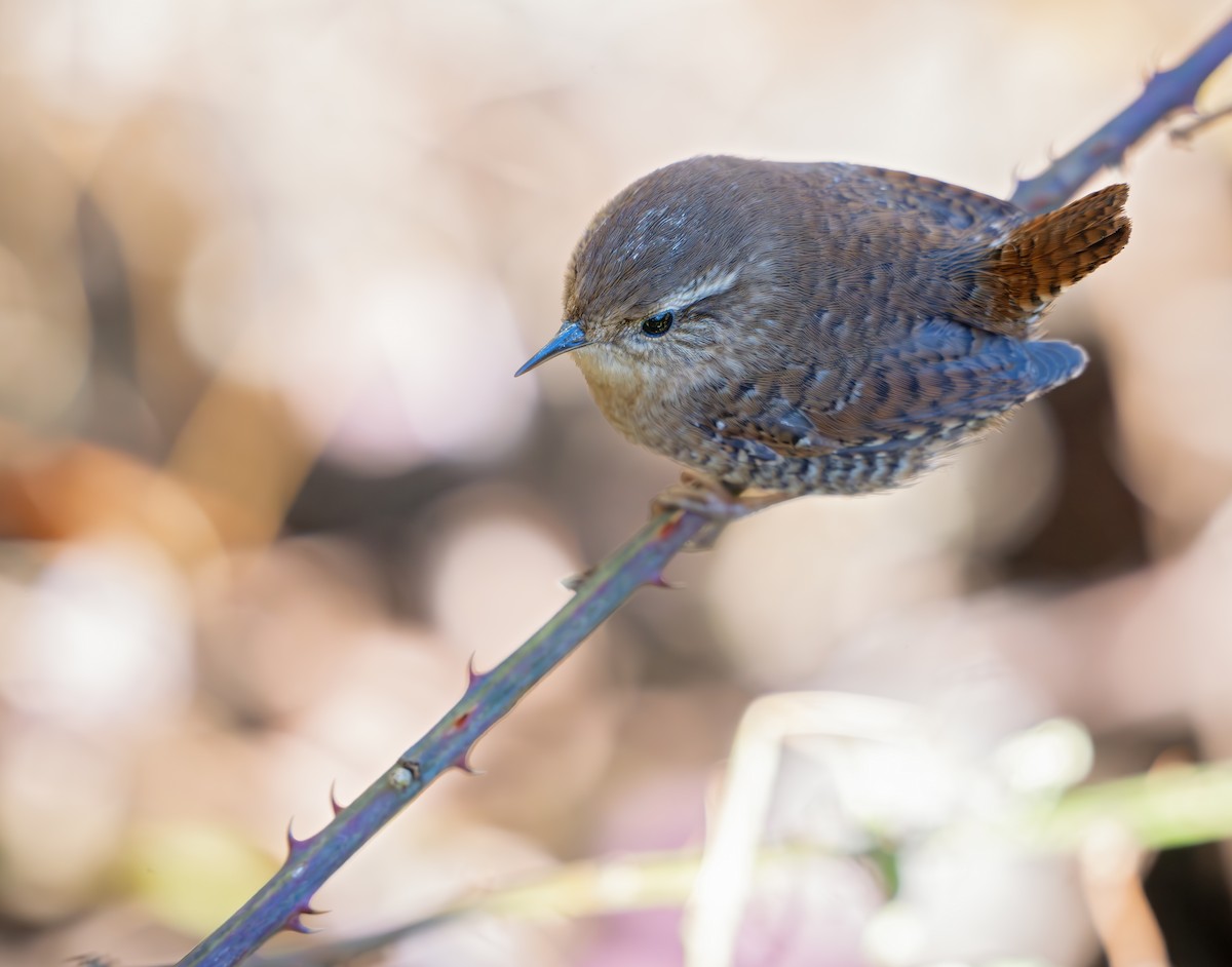 Winter Wren - ML626194409