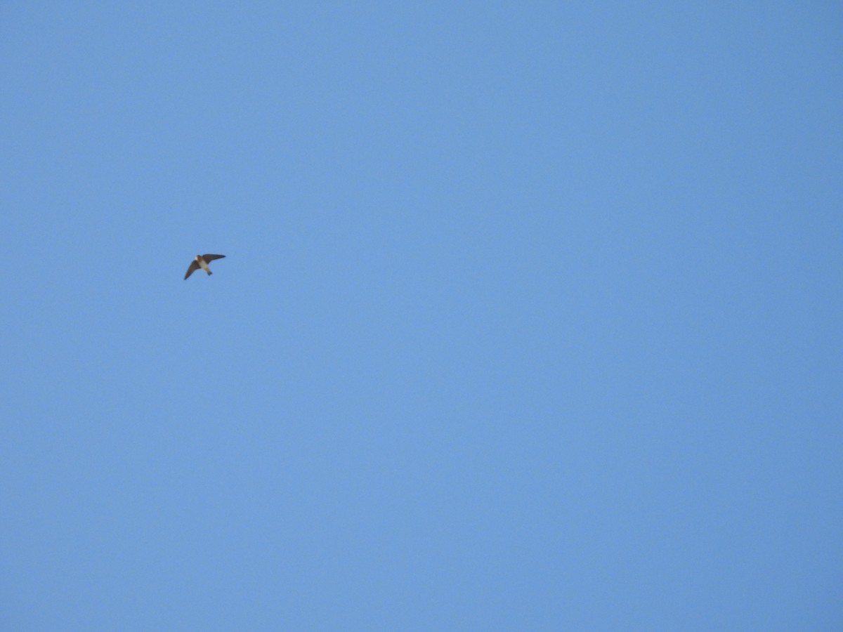 Cave Swallow - ML626194552