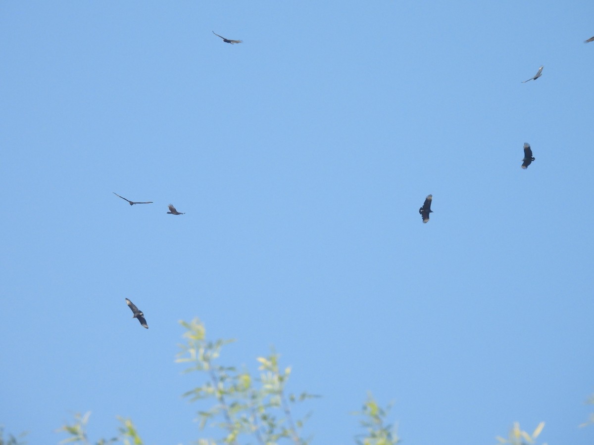 Zopilote beltza - ML626194567