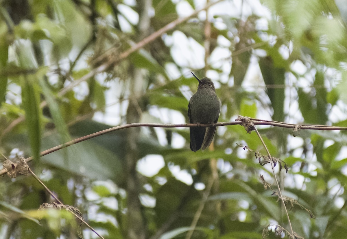 Buff-thighed Puffleg - ML626194600