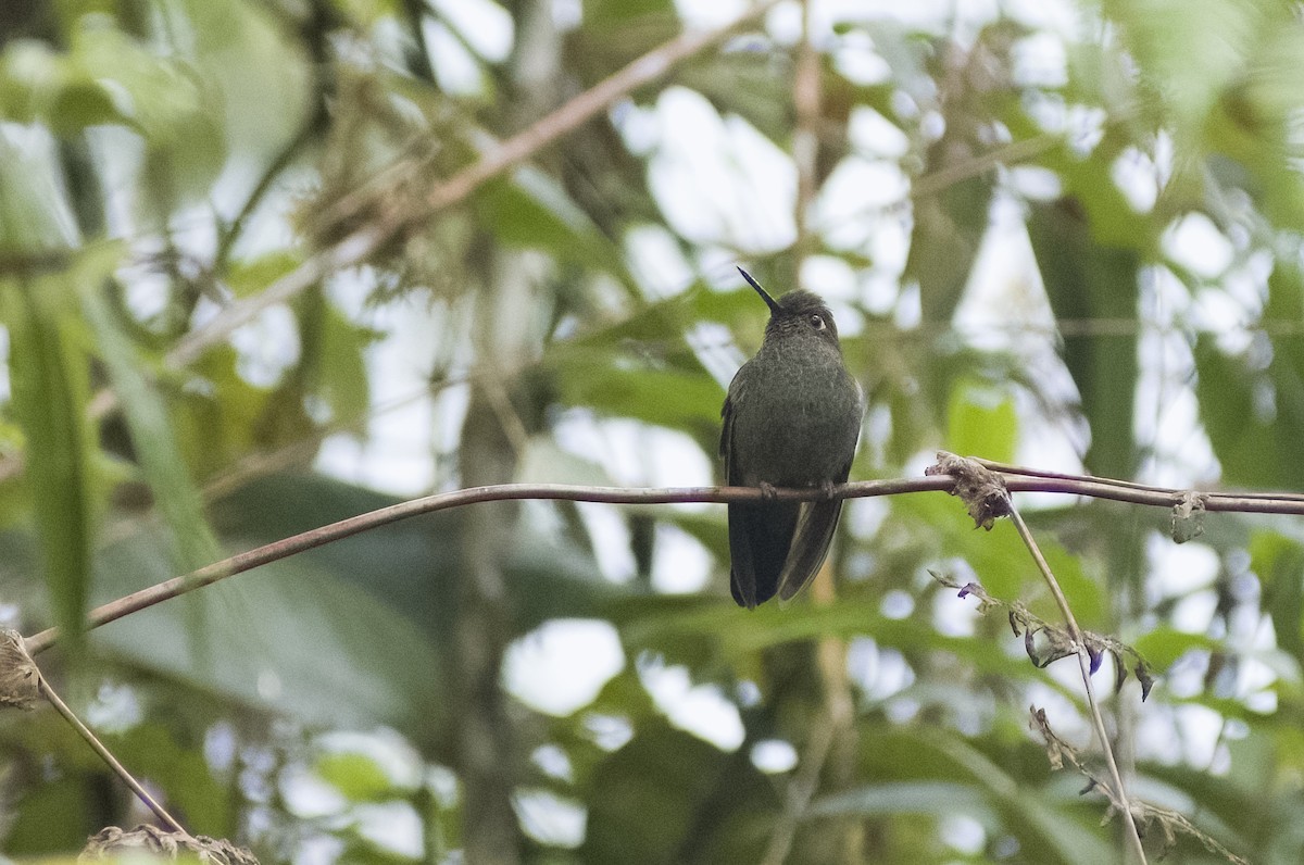 Buff-thighed Puffleg - ML626194601