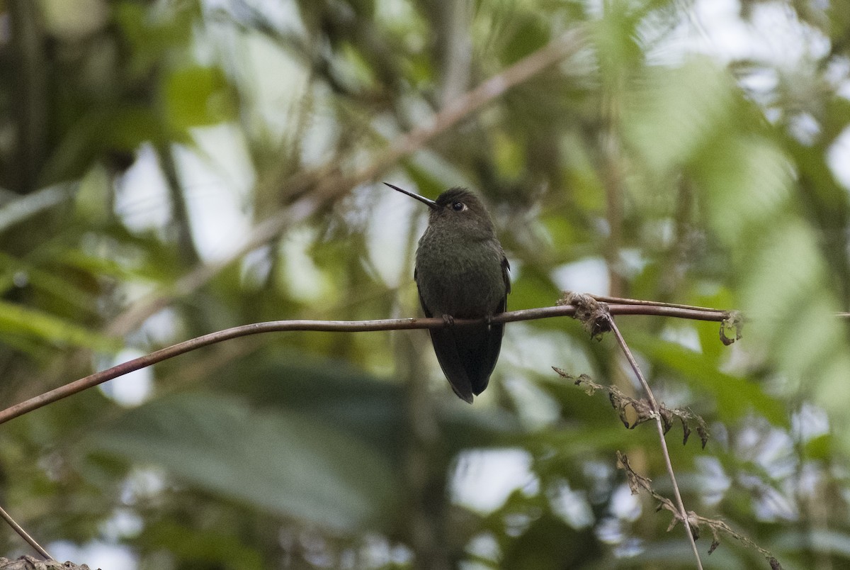 Buff-thighed Puffleg - ML626194602