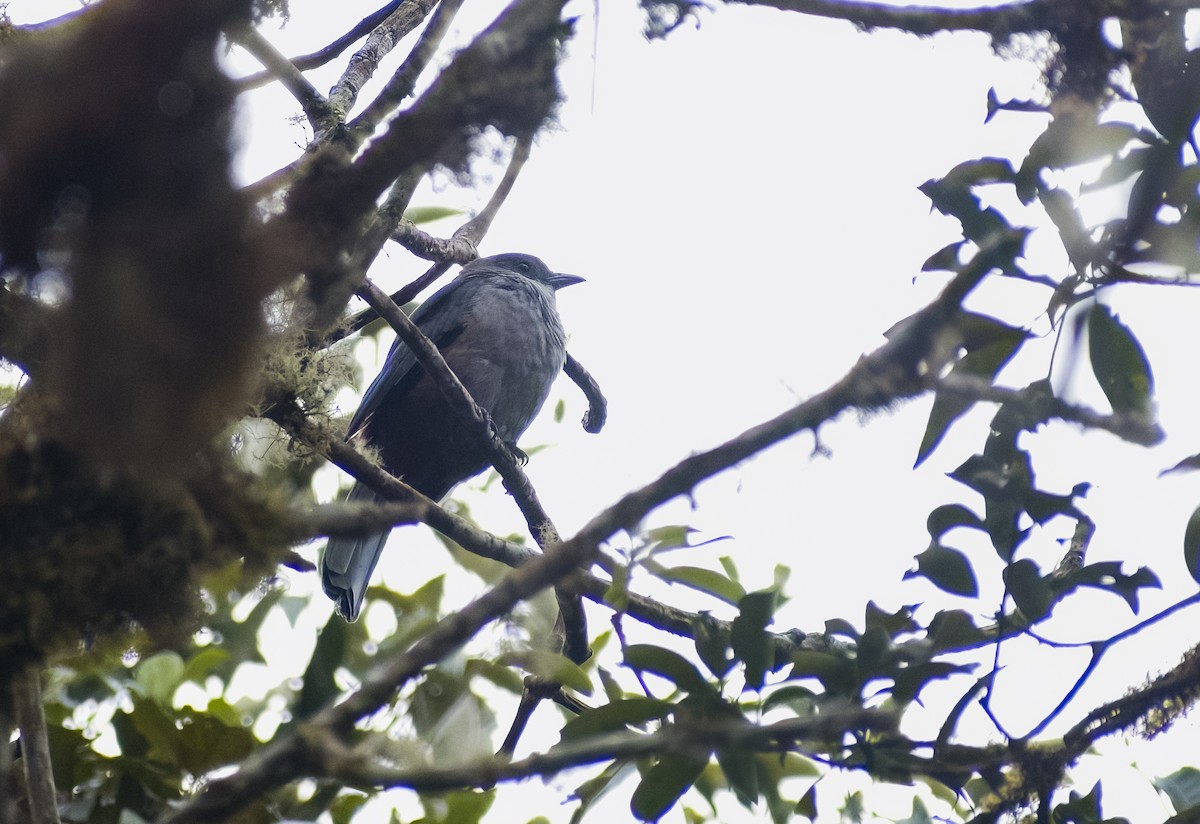 Scimitar-winged Piha - ML626194644