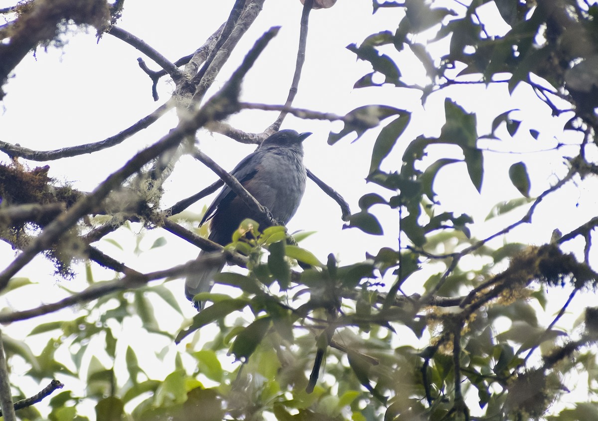 Scimitar-winged Piha - ML626194645