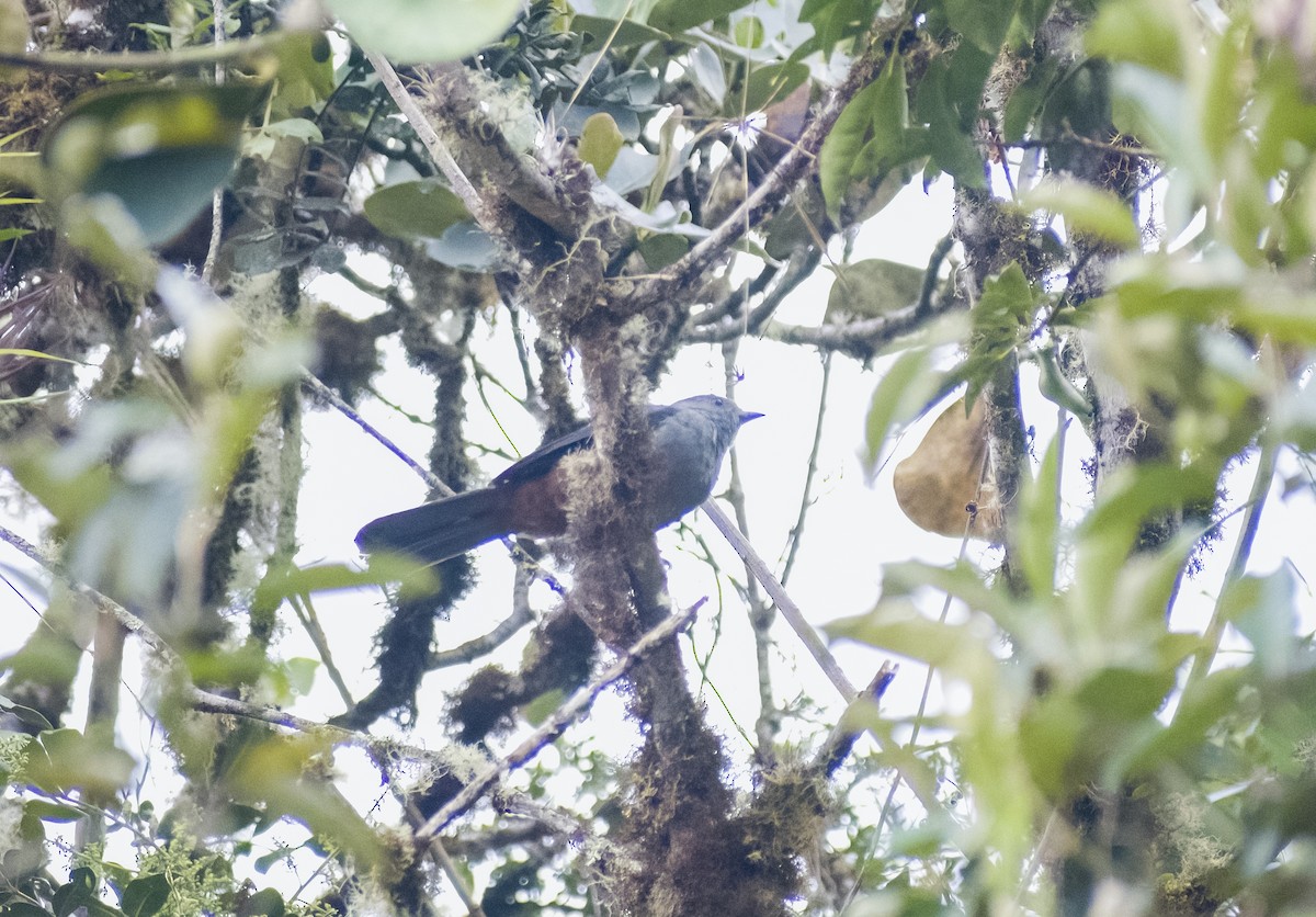 Scimitar-winged Piha - ML626194647