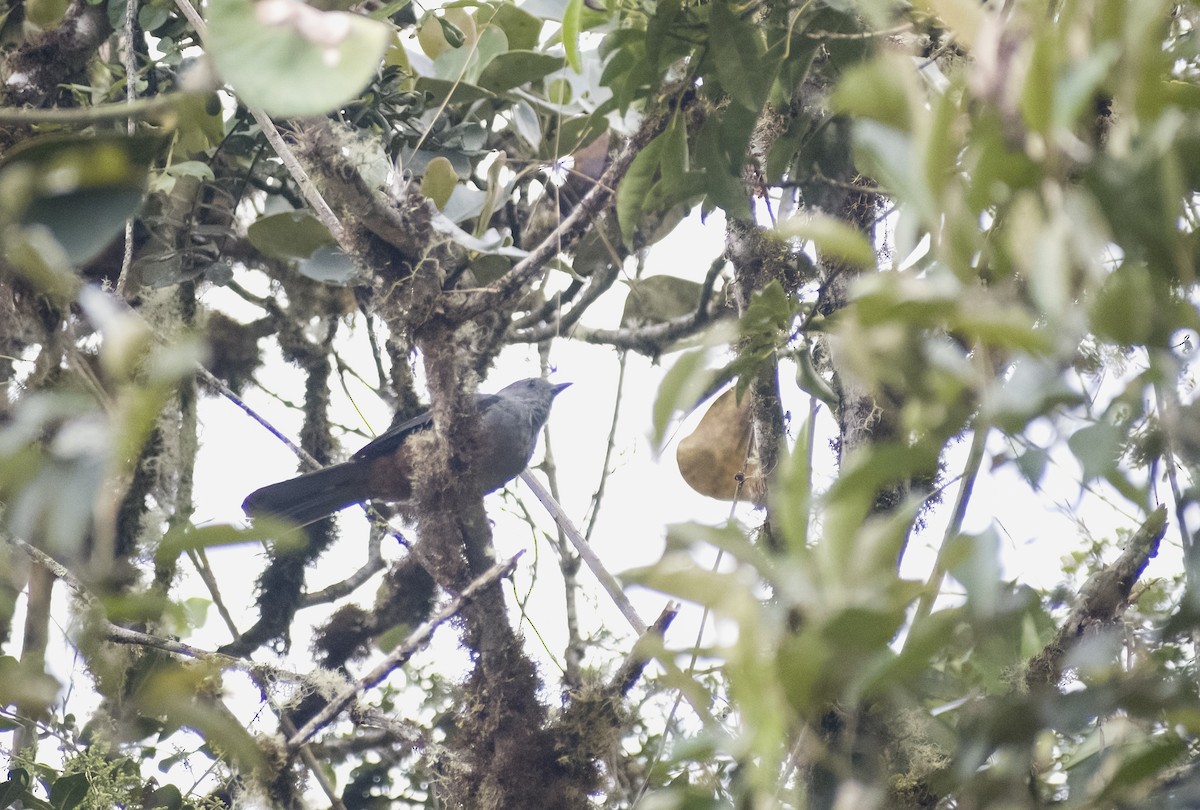Scimitar-winged Piha - ML626194648