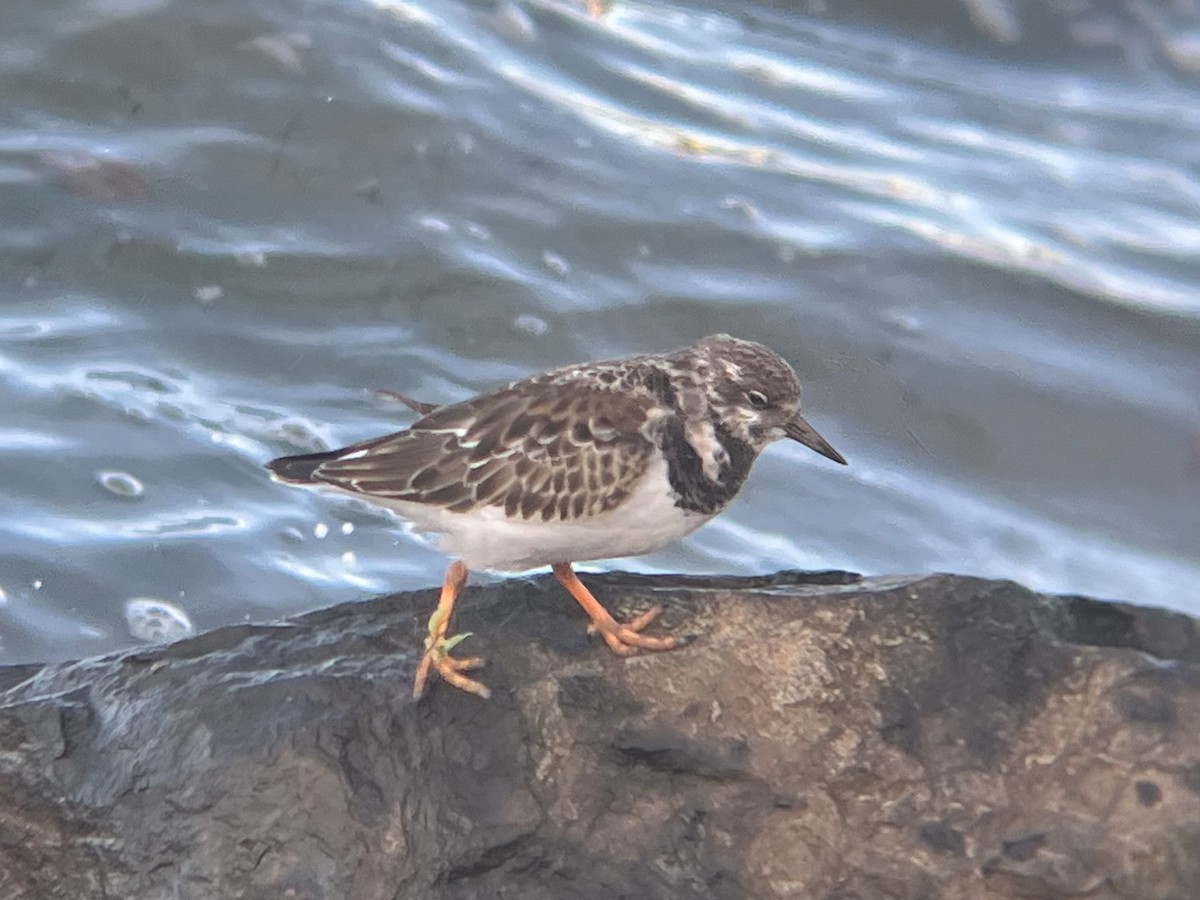 Ruddy Turnstone - ML626194714