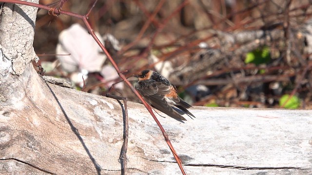Cave Swallow - ML626194720