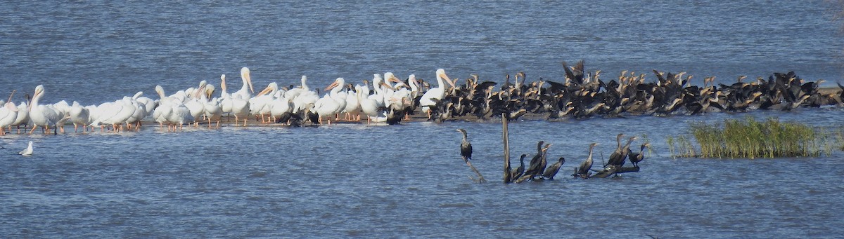 Double-crested Cormorant - ML626194732