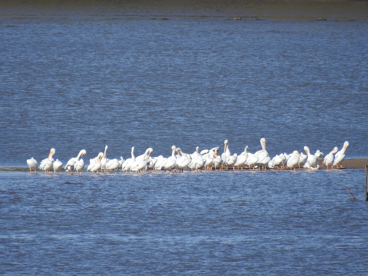American White Pelican - ML626194751