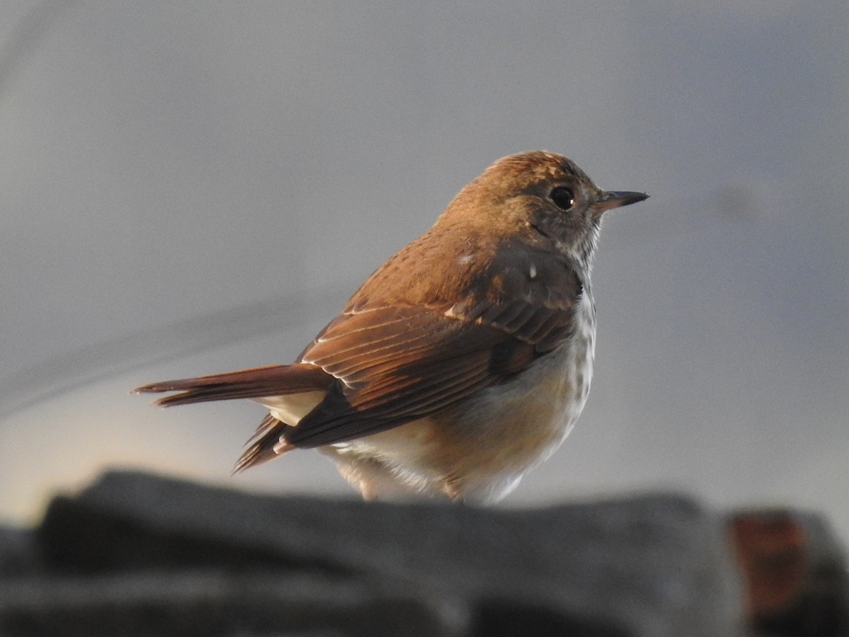 Hermit Thrush - ML626194752