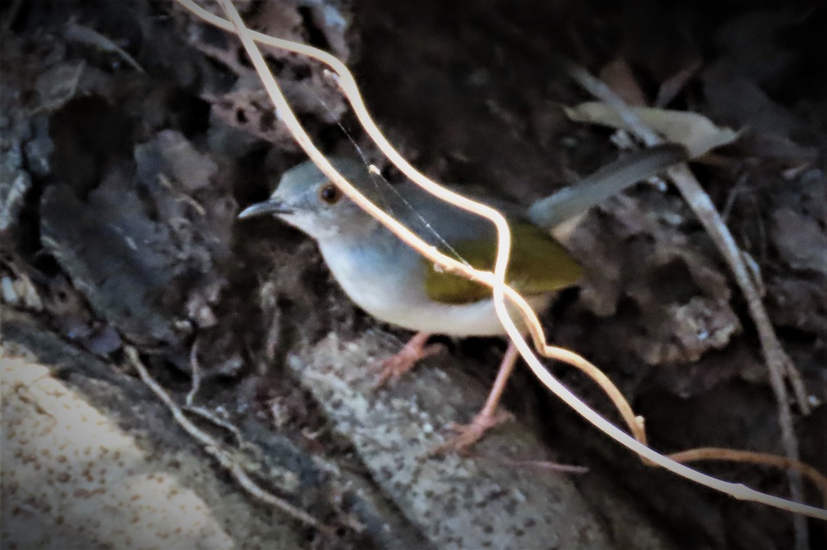 Green-backed Camaroptera - ML626194769