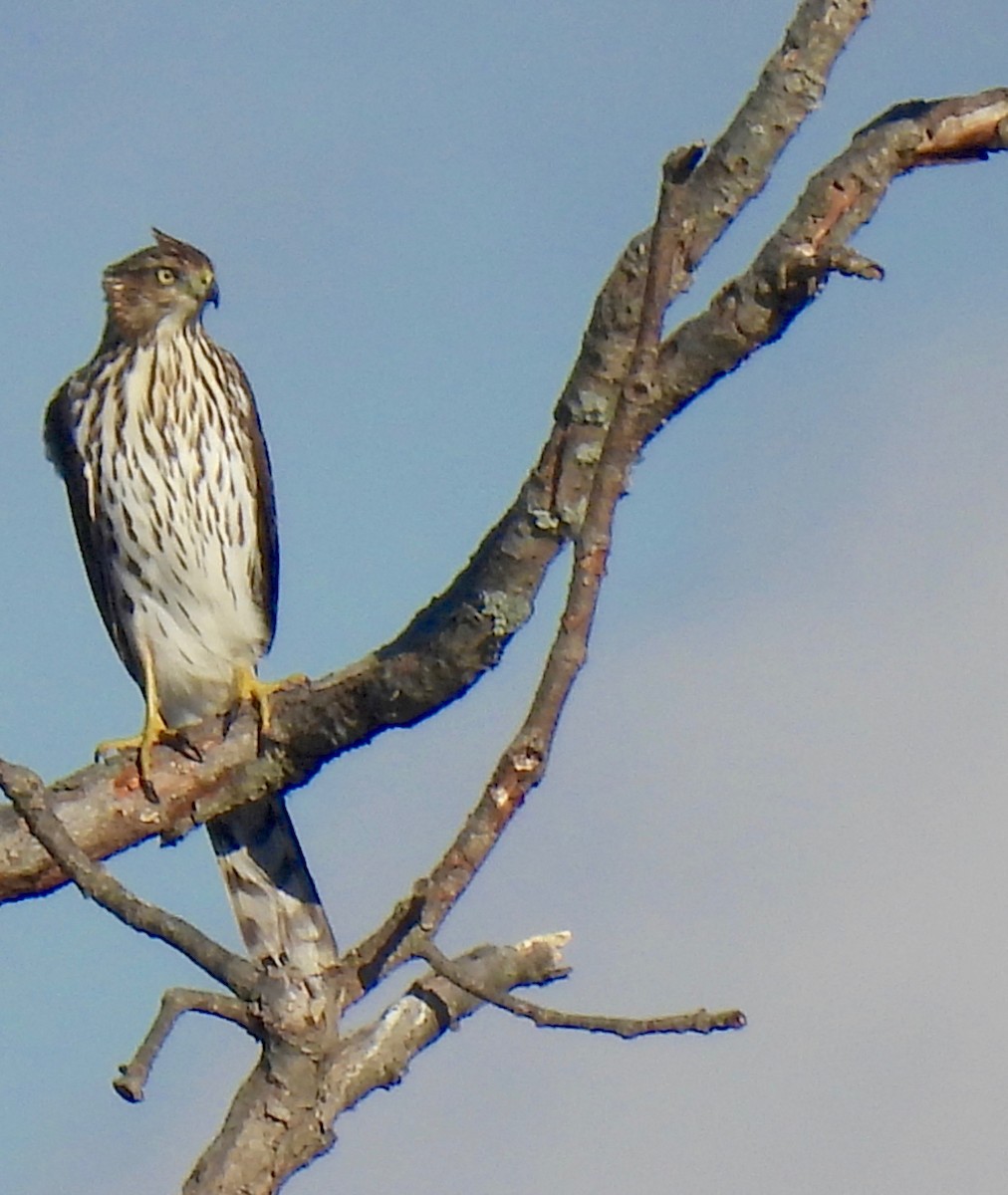 Cooper's Hawk - ML626194796