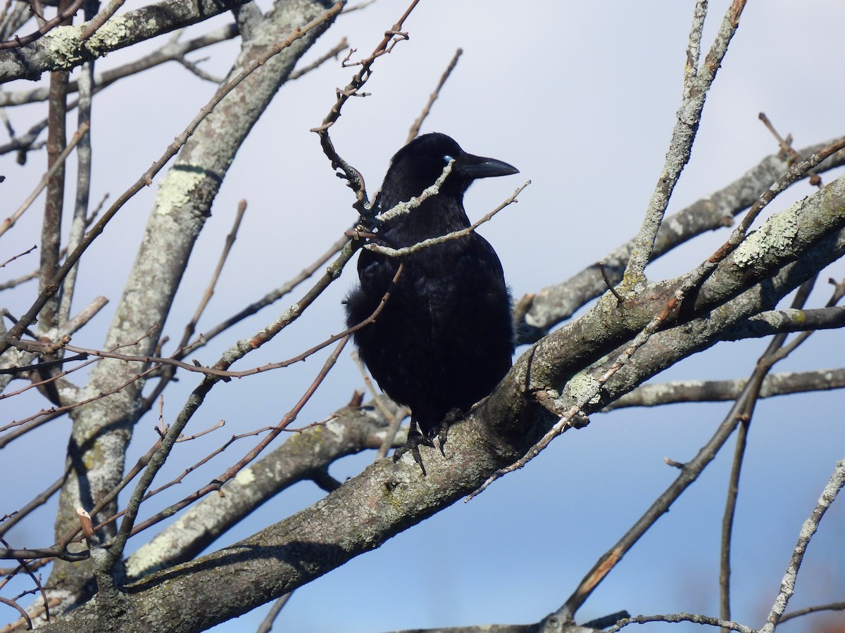 American Crow - ML626194817