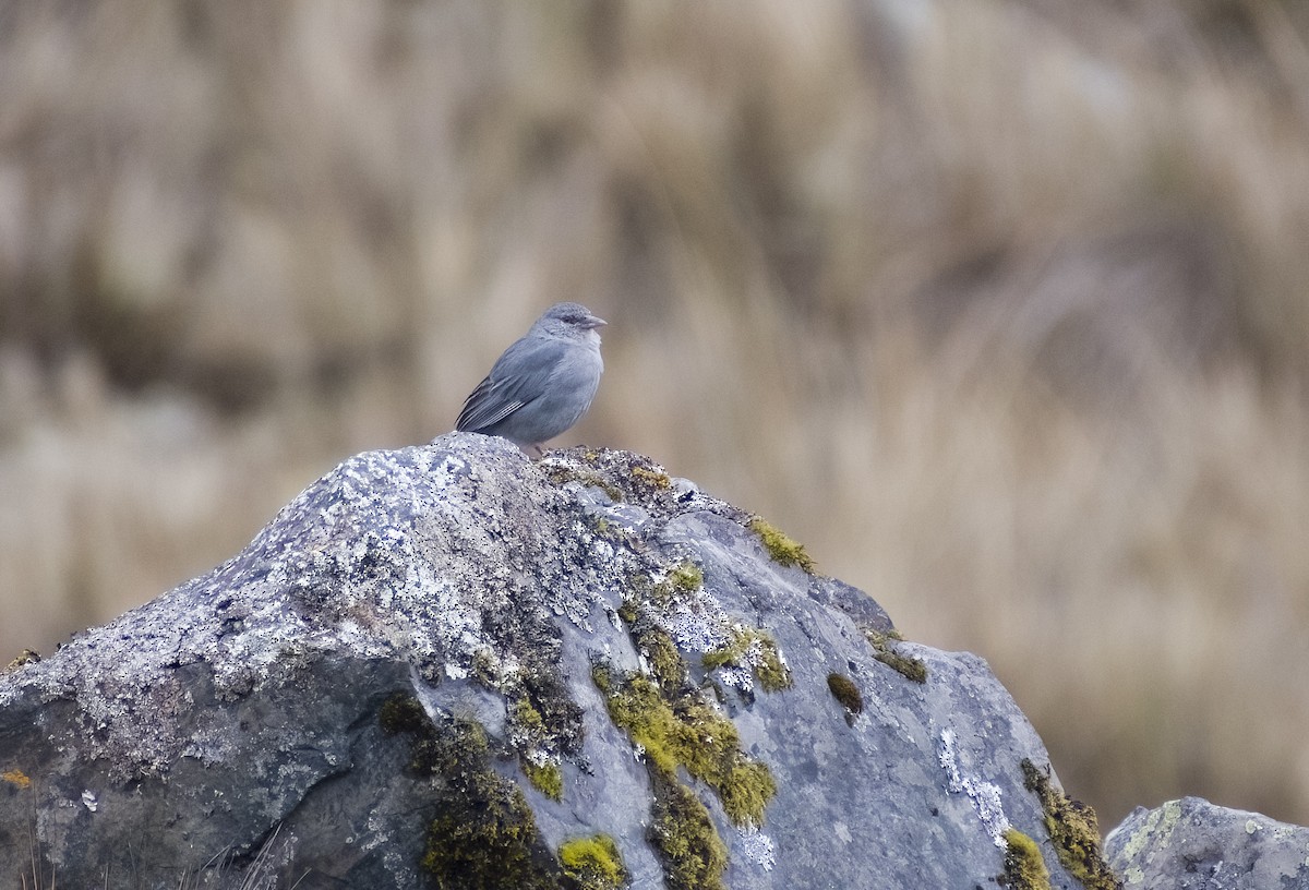 Boulder Finch - ML626194833