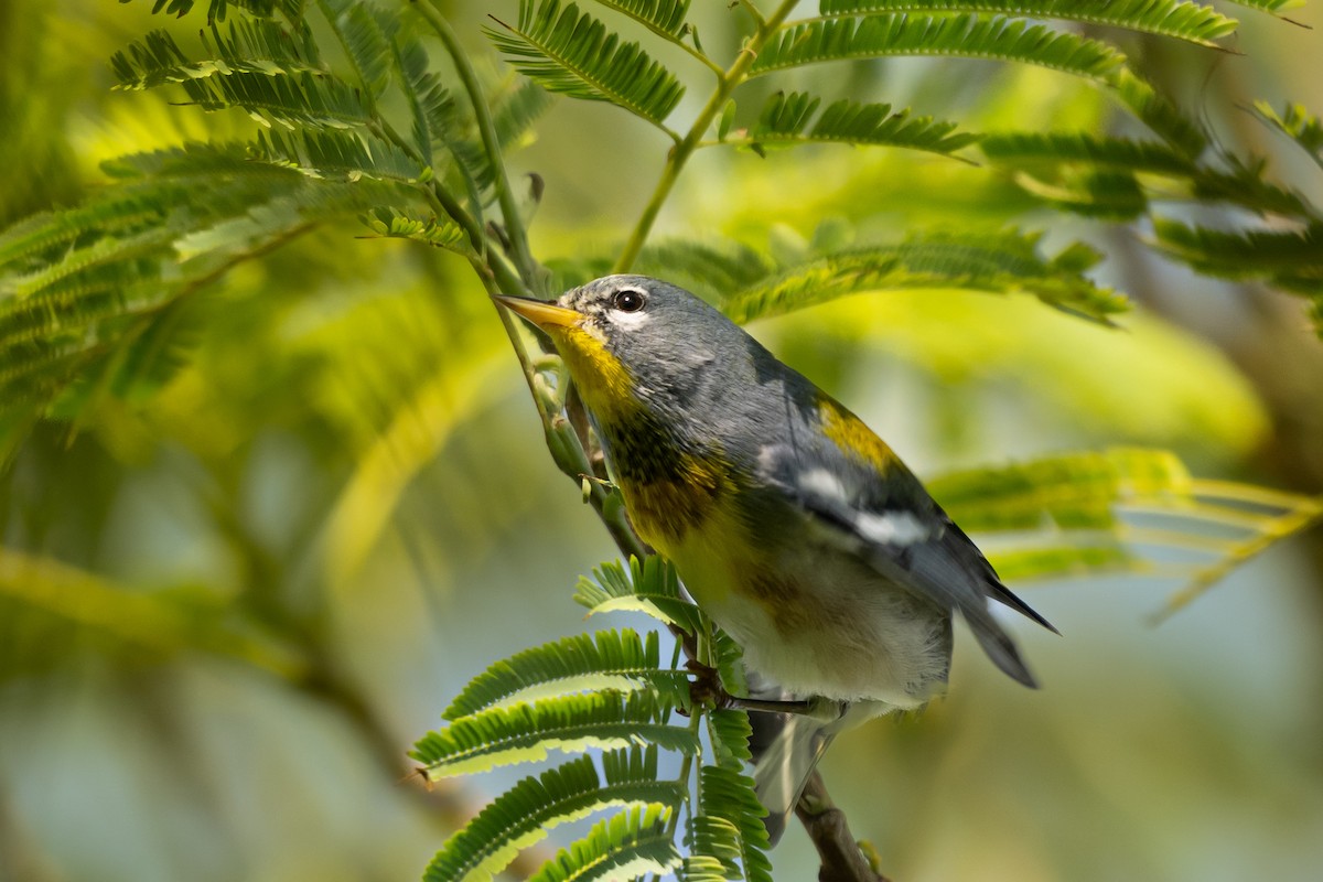 Northern Parula - ML626195215