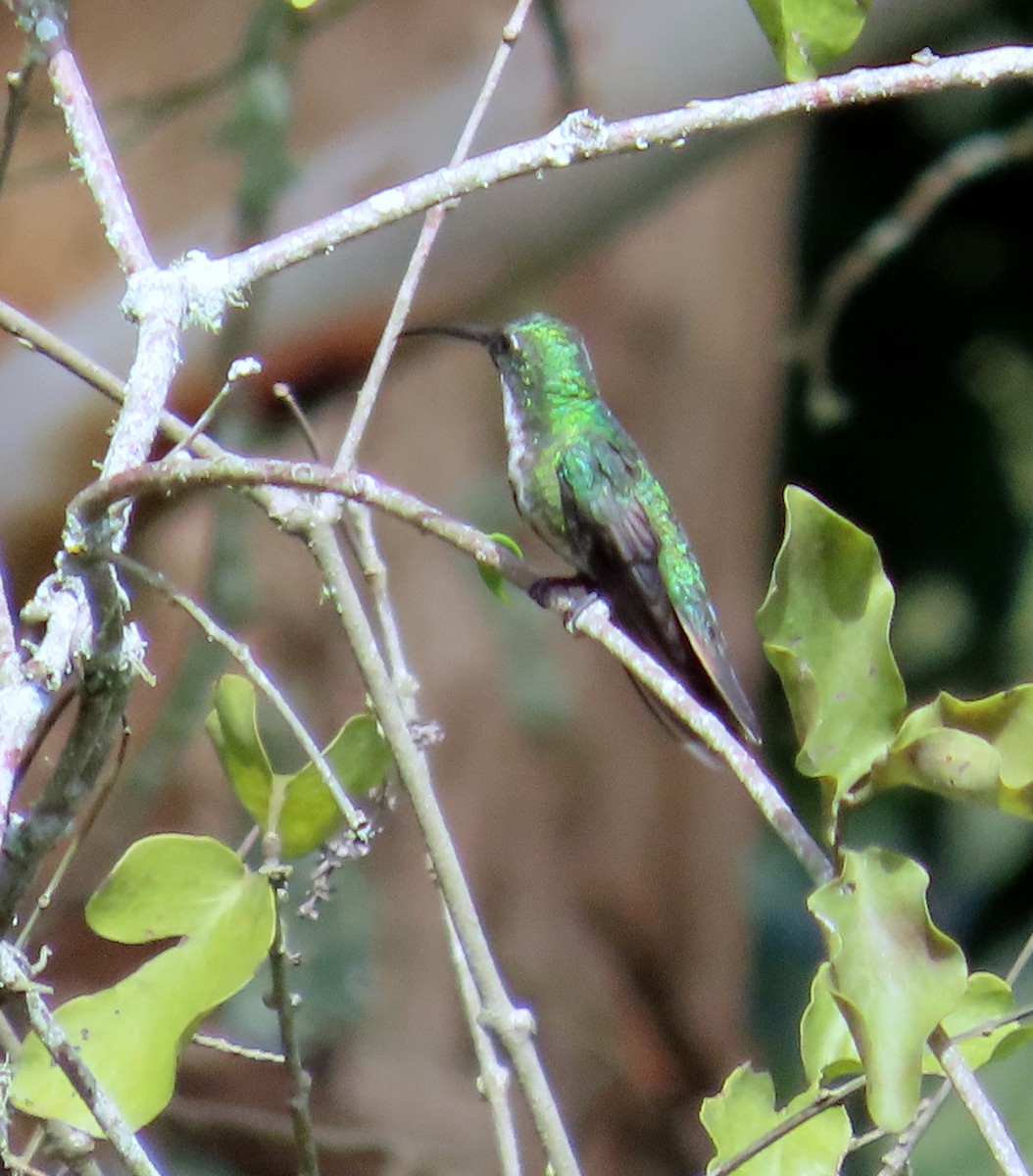 Black-throated Mango - ML626195279