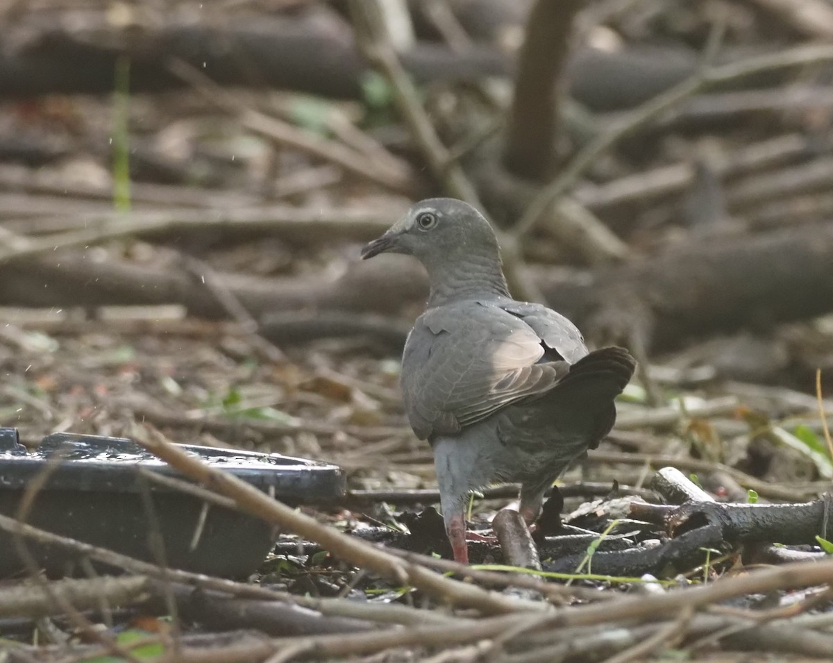 White-crowned Pigeon - ML626195359
