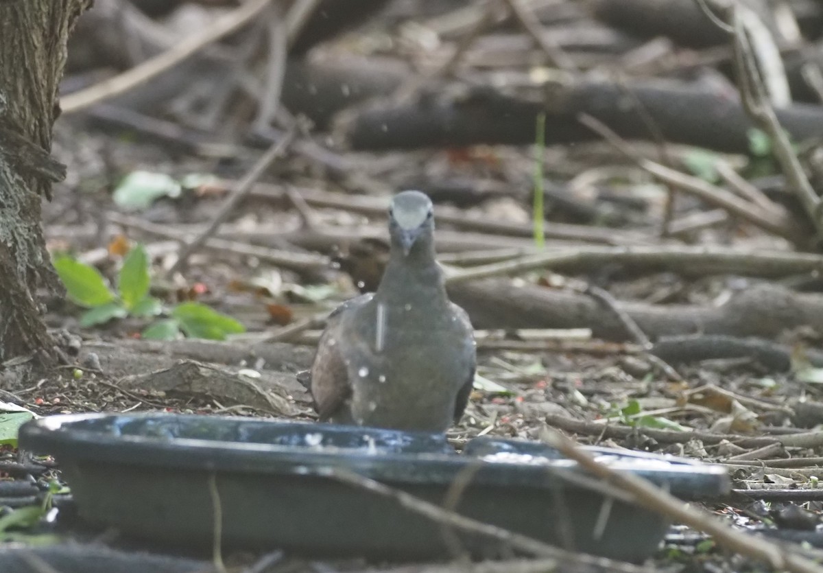 White-crowned Pigeon - ML626195360