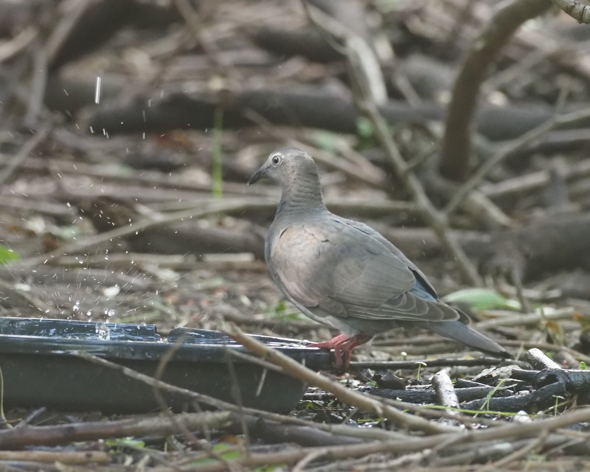 White-crowned Pigeon - ML626195361