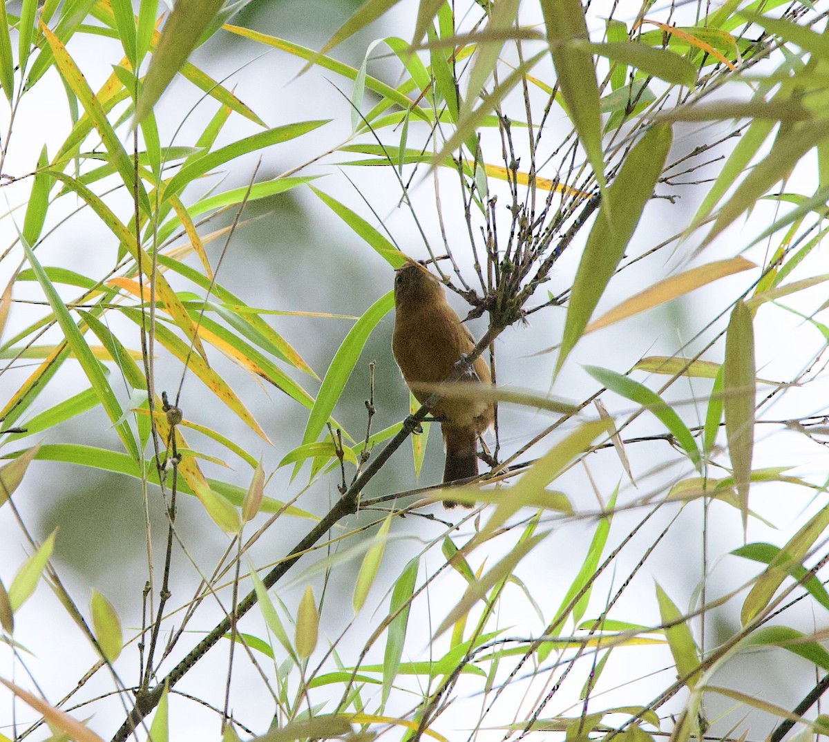 Ecuadorian Seedeater - ML626195481
