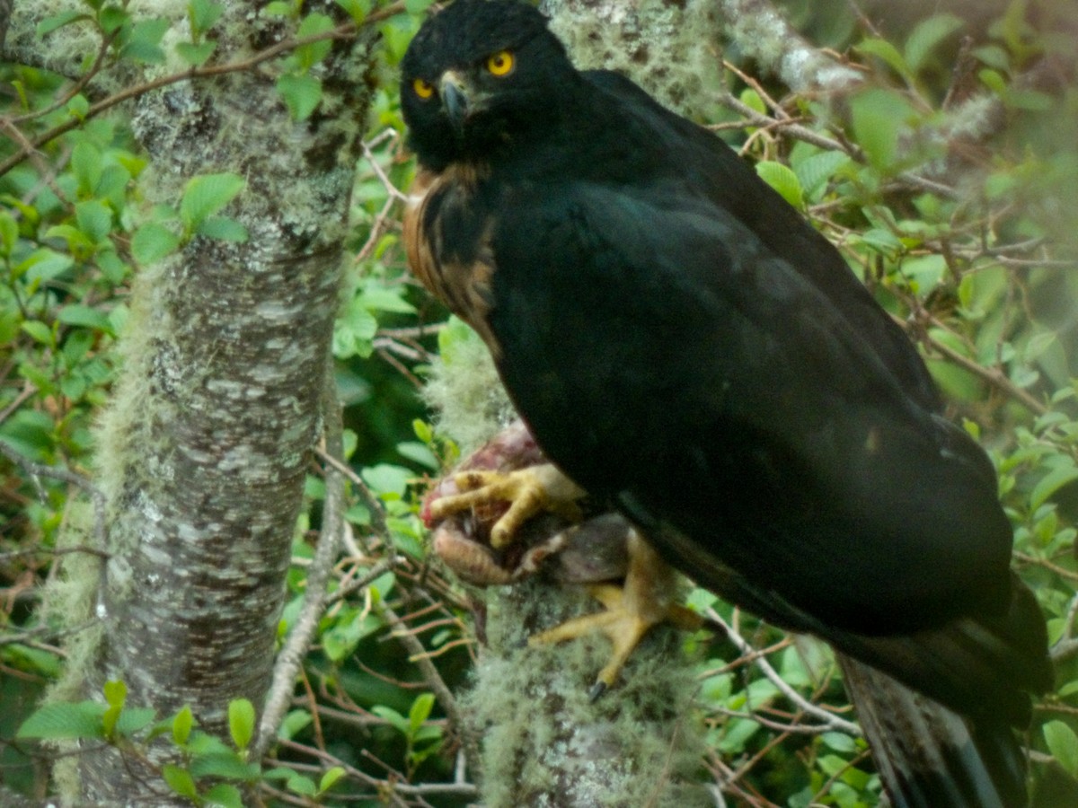 Black-and-chestnut Eagle - ML626195522