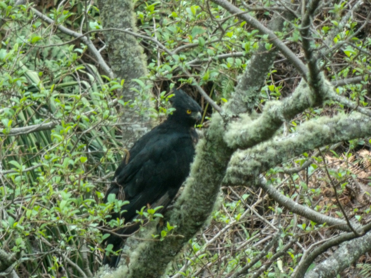 Black-and-chestnut Eagle - ML626195527