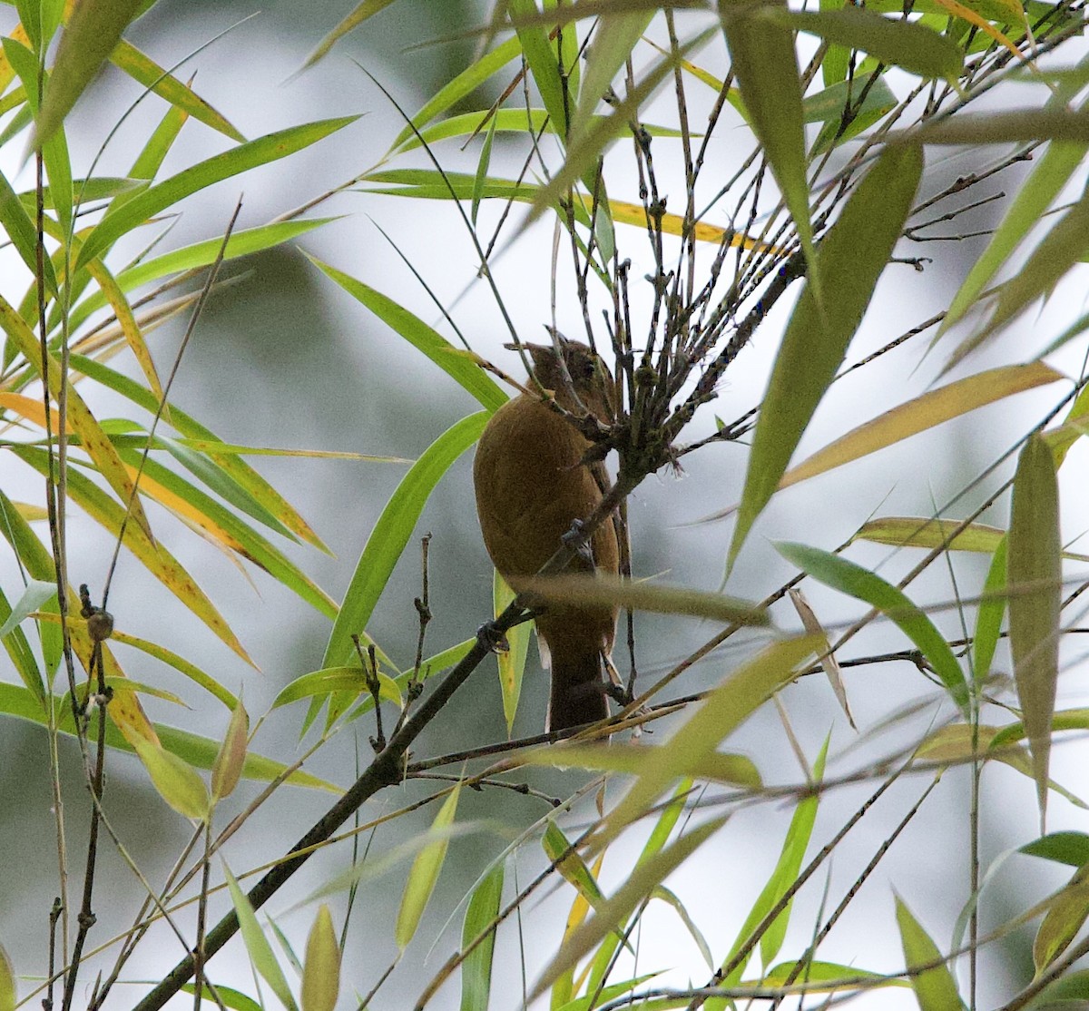 Ecuadorian Seedeater - ML626195538