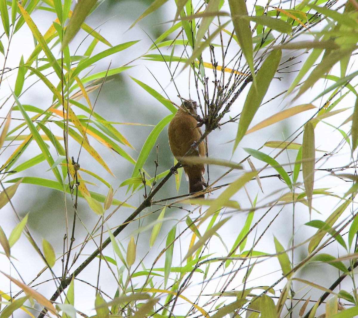 Ecuadorian Seedeater - ML626195552